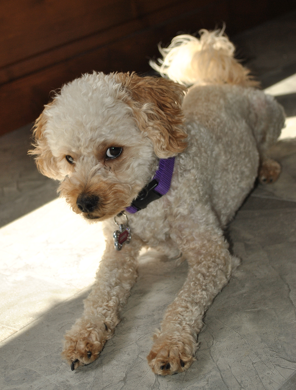 Cooper